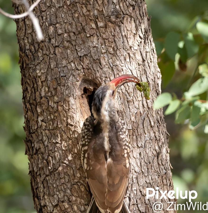 Kaoko Mopane Lodge & Campsite Opuwo Dış mekan fotoğraf